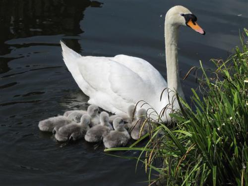 My Family on the Brook