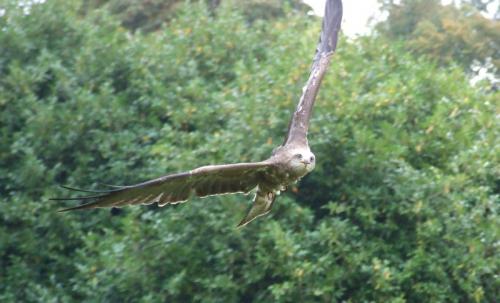 eagle2