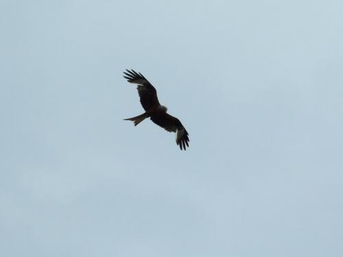 kite2