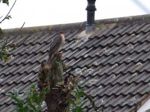 sparrowhawk2